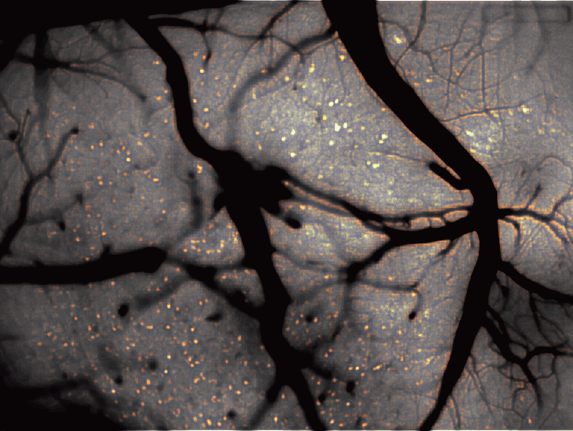 Calcium imaging data (Guo, Blair et al. 2023)
